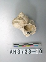 藏品(螺殼)的圖片